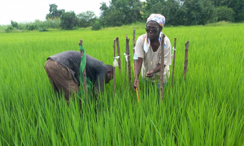 Picture 1 Rice production 2022