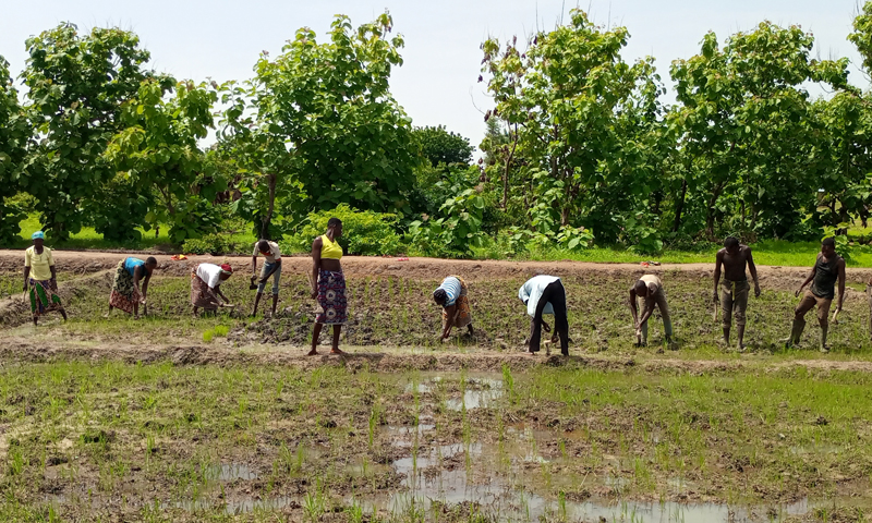 Picture 3 Rice production 2022