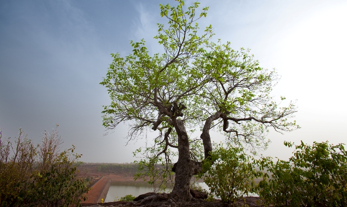 moringa oleifera